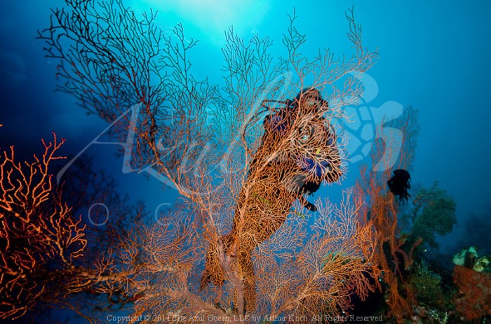 2011 Wakatobi - Diver with Unidentified Coral
