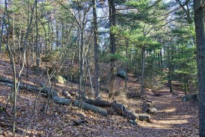 5 best day hikes near boston breakheart reservation trail