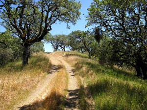 5 best mountain biking trails in san francisco henry coe state park jackson and dexter trails