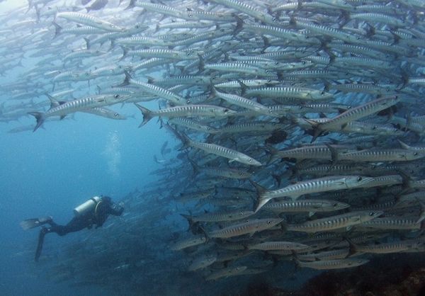 barracuda-point-scuba-diving