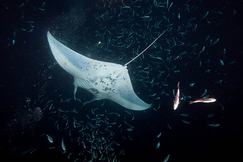 manta-ray-scuba-diving